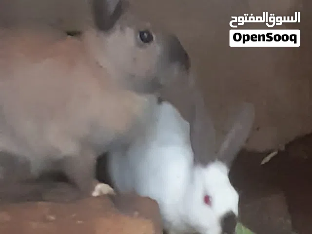ارانب بلدي ذكور للبيع او البدل على اناثي