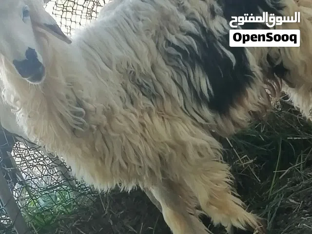 لبيع كبشان اثنين سعر 170 ريال