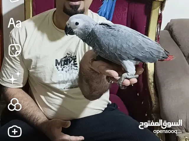 اجمل تشكيلة ببغاوات اليفه ومتكلمه