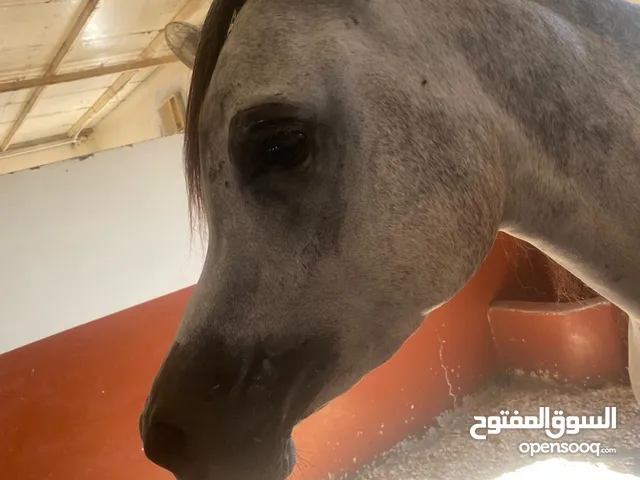 مهرات عربيه مسجله العمر سنتين له 3 سنين