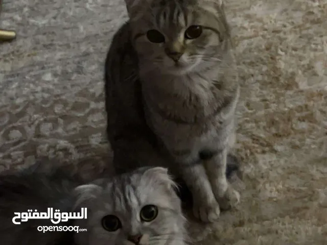 قطط للتبني