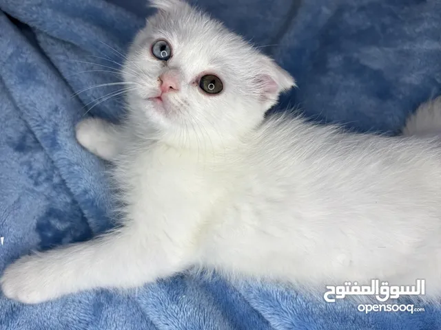 سكوتش فولد انثى