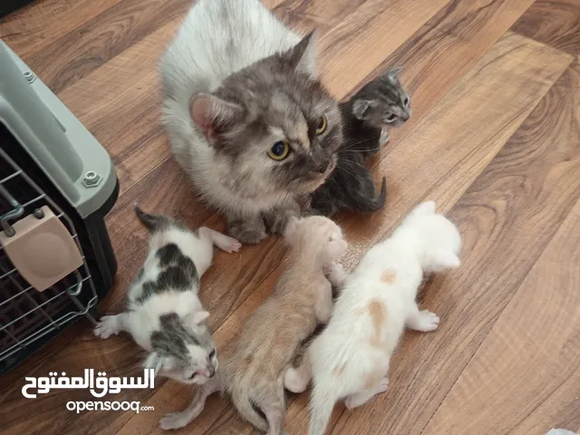 cat family for adoption