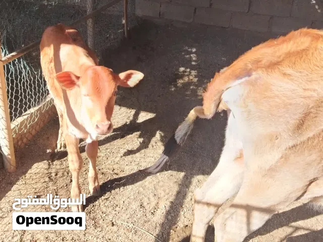 بقره للبيع تهجين جيريسي ( الابو جيريسي اصل و الام تهجين جيريسي)، تحتها عجل عمره 3 شهور و سبوع واحد.