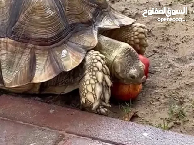 السلحفاء صديقتي المسلية