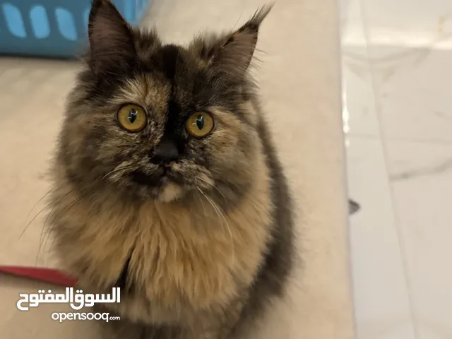 للتبني قطط هيملايا for adoption cat