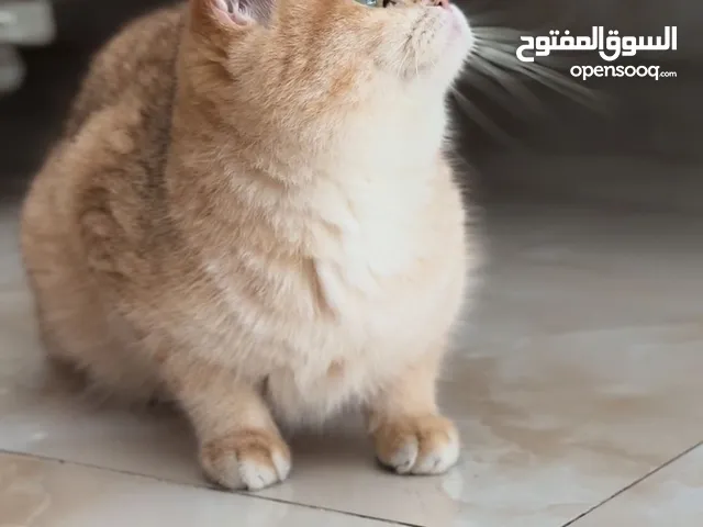 أنثى بريتيش