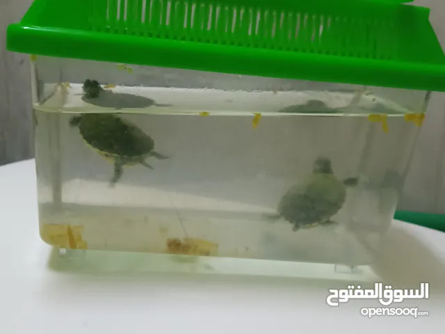 2 healthy cute turtles