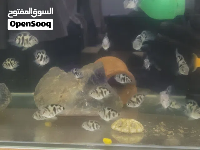عرض لمده يومين اسماك بولار سعر الحبه 700ريال