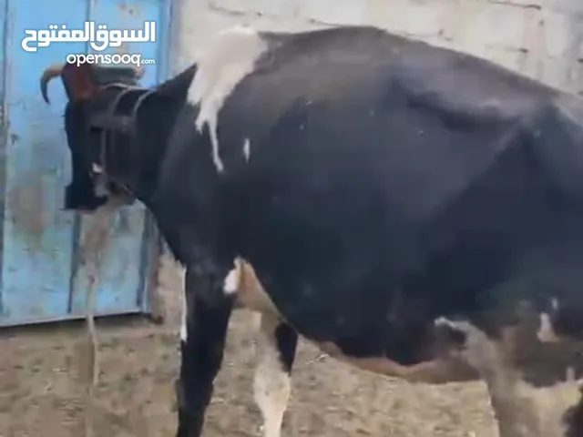 بقره للبيع