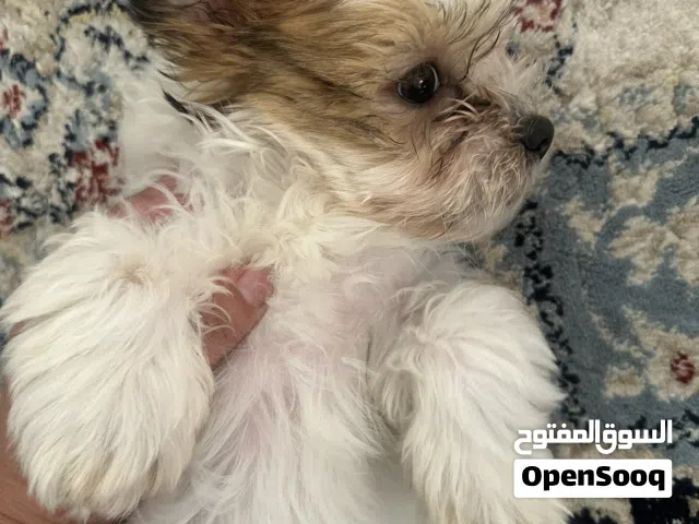 Cute Puppies for rehoming