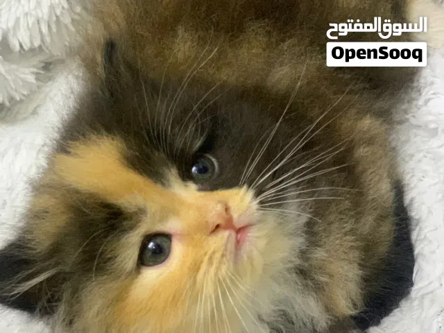 قطط للبيع الوان مميزه