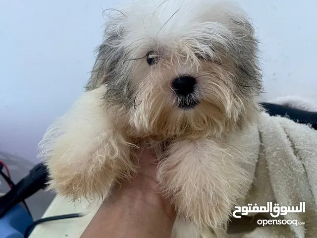 3 months male and female Maltese puppies looking for fur parents