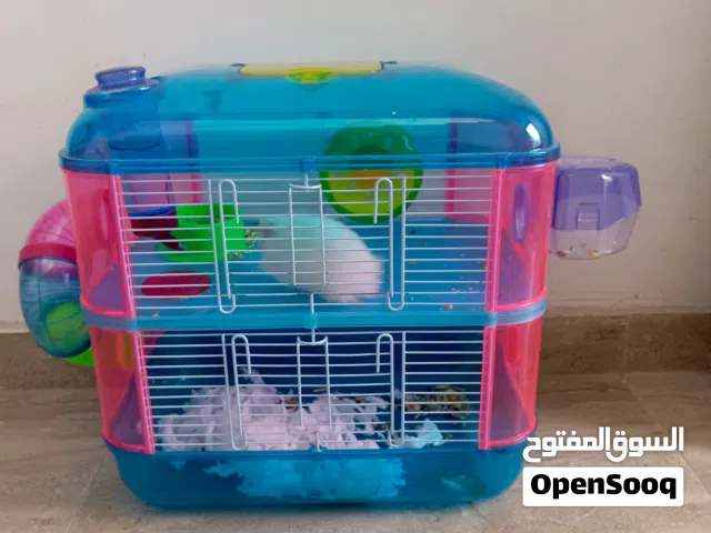 هامستر للبيع