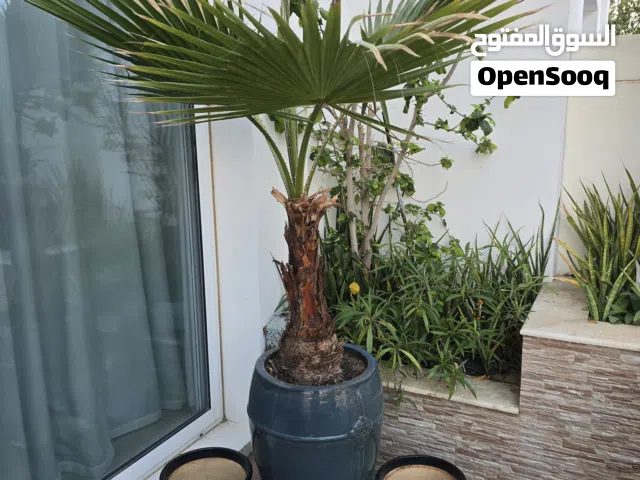 2 big empty tree pots and one big palm tree in pot Material: Ceramic (glazed terracotta