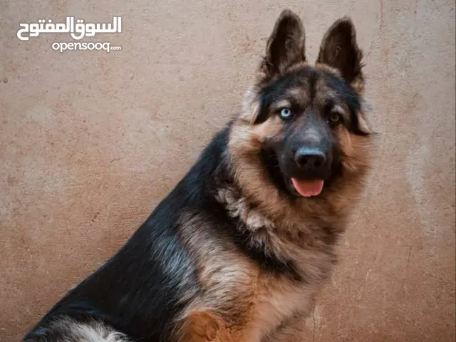 كلب جيرمن فخم جدن مدرب طاعه