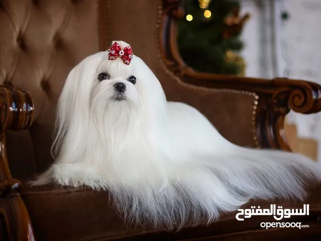 Very cute Maltese dog