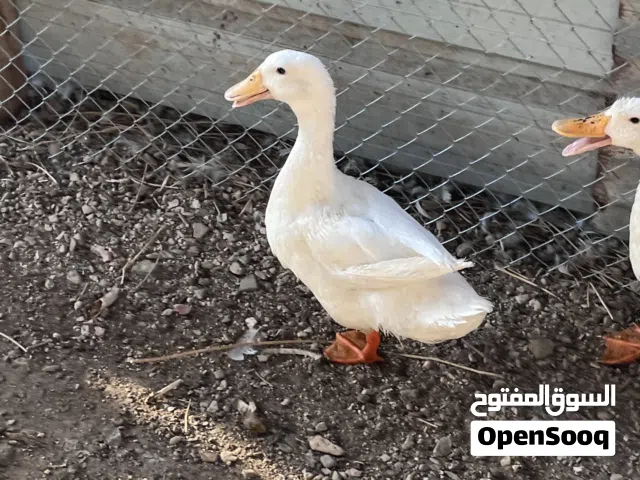 بط للبيع شوف الوصف مهم للجادين