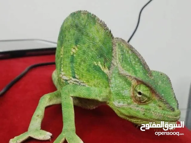 مطلوب حرباء للبيع