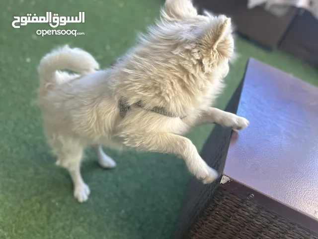 كلب مالتيز (فرنش تيرير) للبيع عمره 9 شهور او البدل على كاسكو او طيور