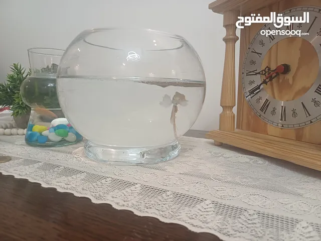 ذكر فايتر مميز مع حوض