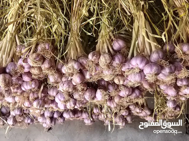 ثوم للبيع انتاج الجبل الاخضر الكيلو 4 ريال