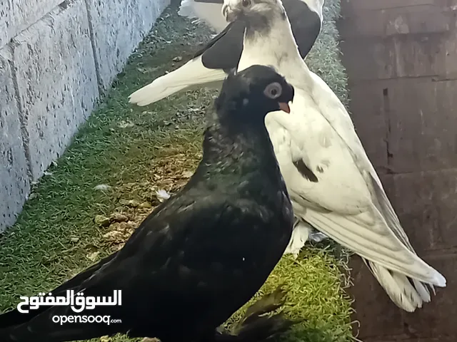 فرخين  فطم جديد