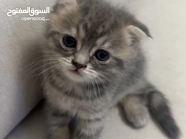 ذكر سكوتش فولد العمر شهر و21 يوم