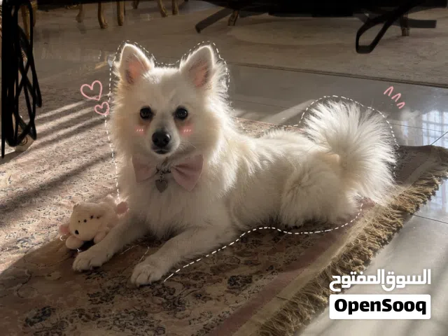 للبيع بوريماين