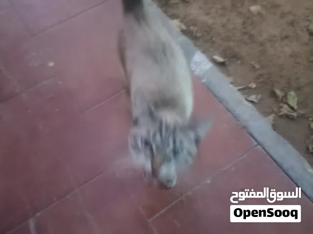 سلام عليكم متوفر 2قطط واحد سيامي وواحد سيامي مكس الزوز ذكوره مكاني الصريم للتواسلام علي