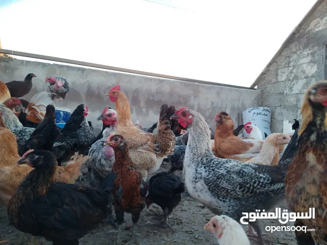 ديوك بلدية متعددة الأوان والأشكال والأحجام للبيع بسعر مميز