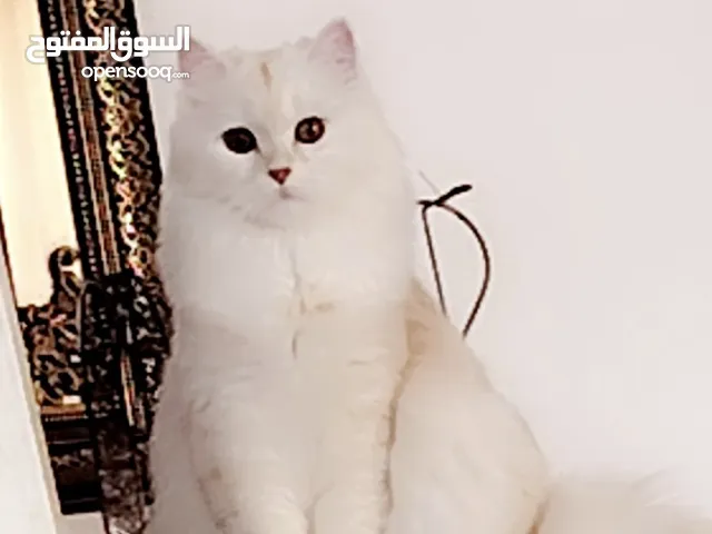 قطه شيرازيه أنثى بيضاء جميلة للتبني