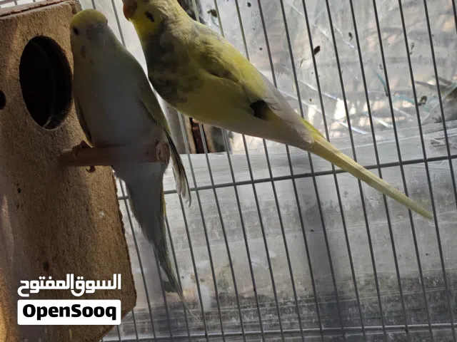 طيور حب بادجي