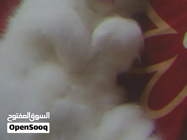 قطط شيرازي للبيع والتبنيي