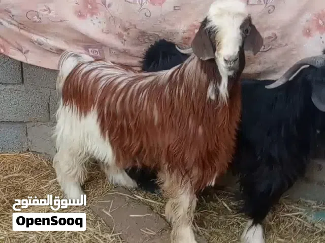 سخلان للبيع مخصايات ومطعومات طعام الدار