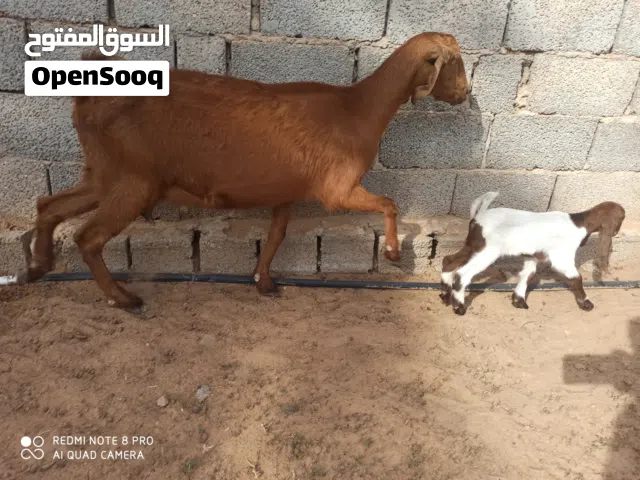 عنز شامية متاومة