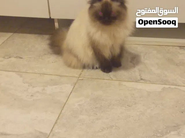 قط ذكر هملايا بعمر 7 شهور تقريبا للبيع