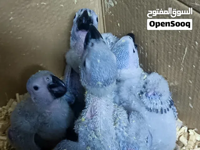من فضل الله متوفر افراخ كاسكو وفراخ كلكتوس لزق اليدوي