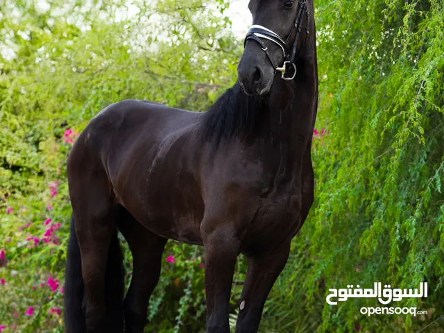 Fantastic Friesians low price