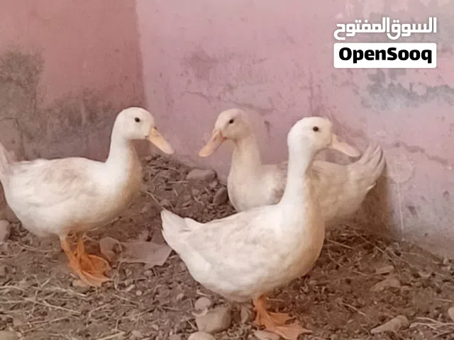 بط عماني للبيع بسعر اقل من السوق شوف الوصف