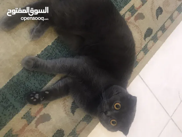 قط ذكر للتبني