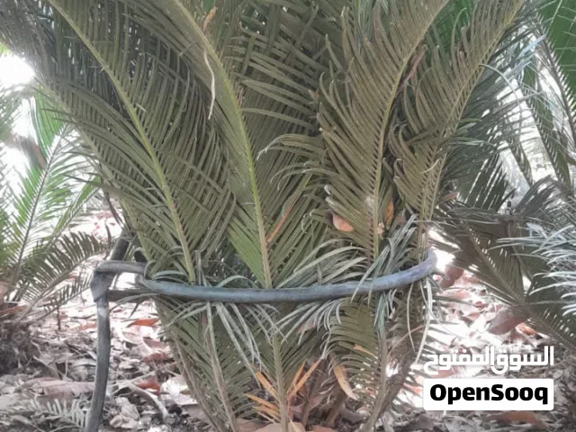 سيكاس خشب من 30 الى 50 سم