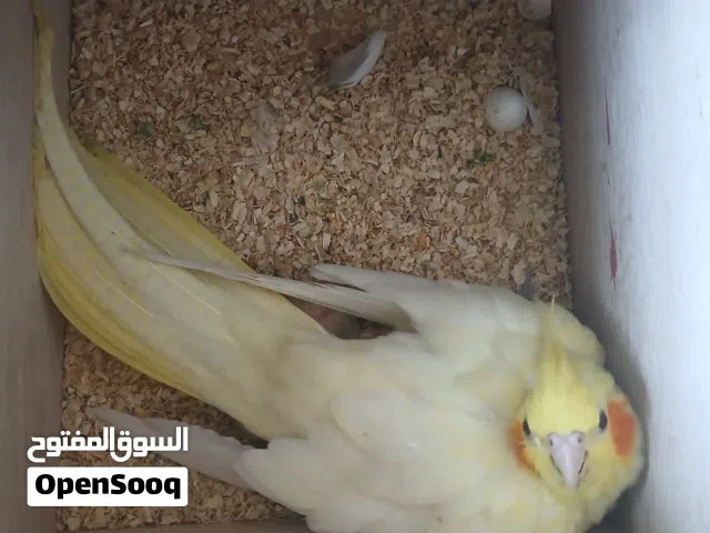 كوبيا كوكتيل تحت فروخ و دحي