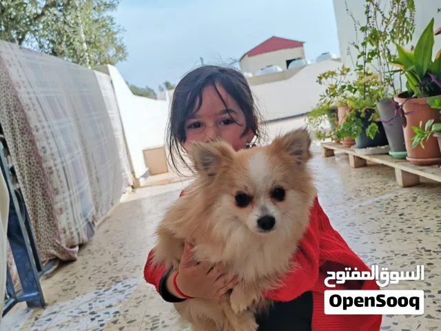 للبيع أنثى بومرينيان عمر سنه تقريبا ماخذه جميع المطاعيم هادية ونضيفة تصلح للإنتاج الاتصال على الرقم