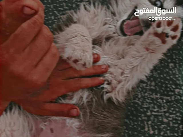 بدل عصفير أو ببغائات