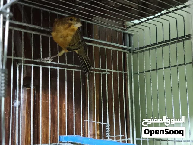 متاح جوز رينبو وفحل مخملي