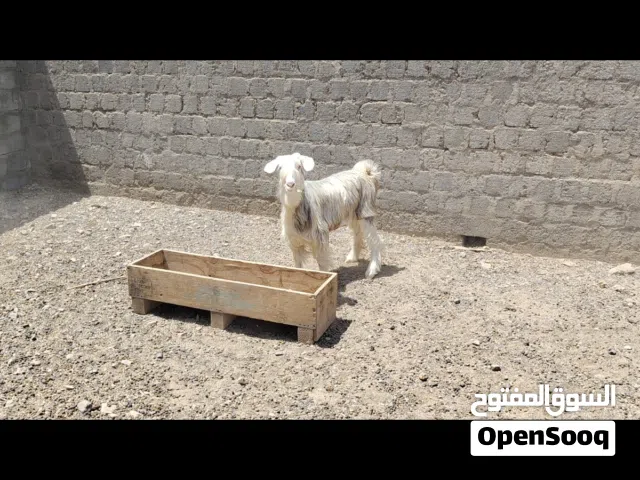 حلال الرحوب