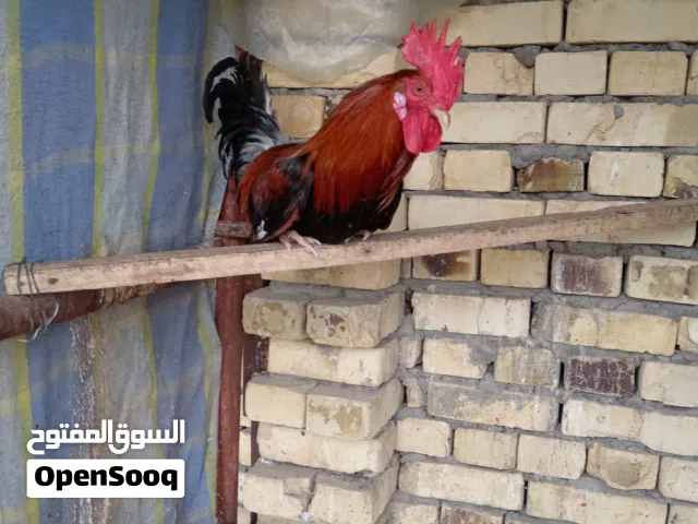 ديك كويتي ودجاجه