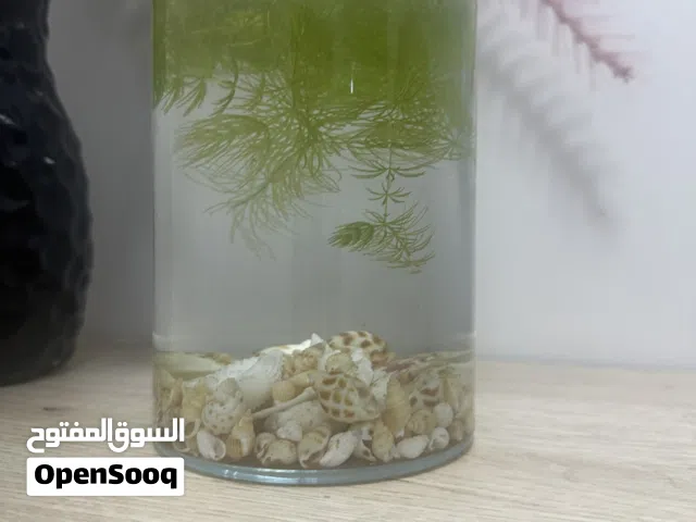 حوض صغير الوصف مهم