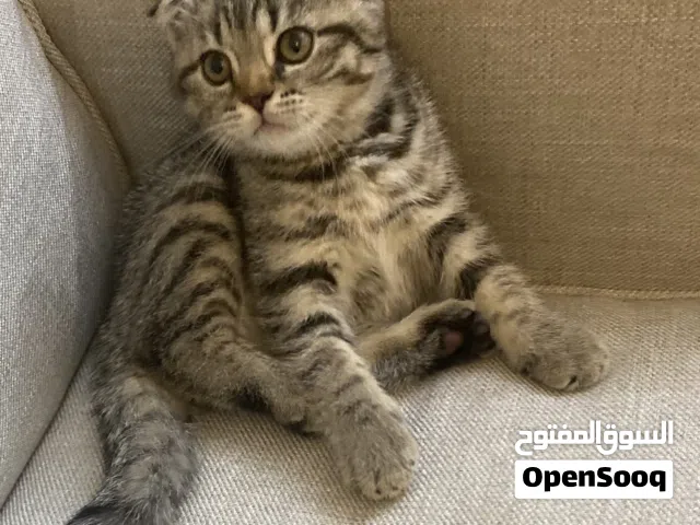 قطط اسكوتش فولد العمر شهرين مدربين على اللتر بوكس